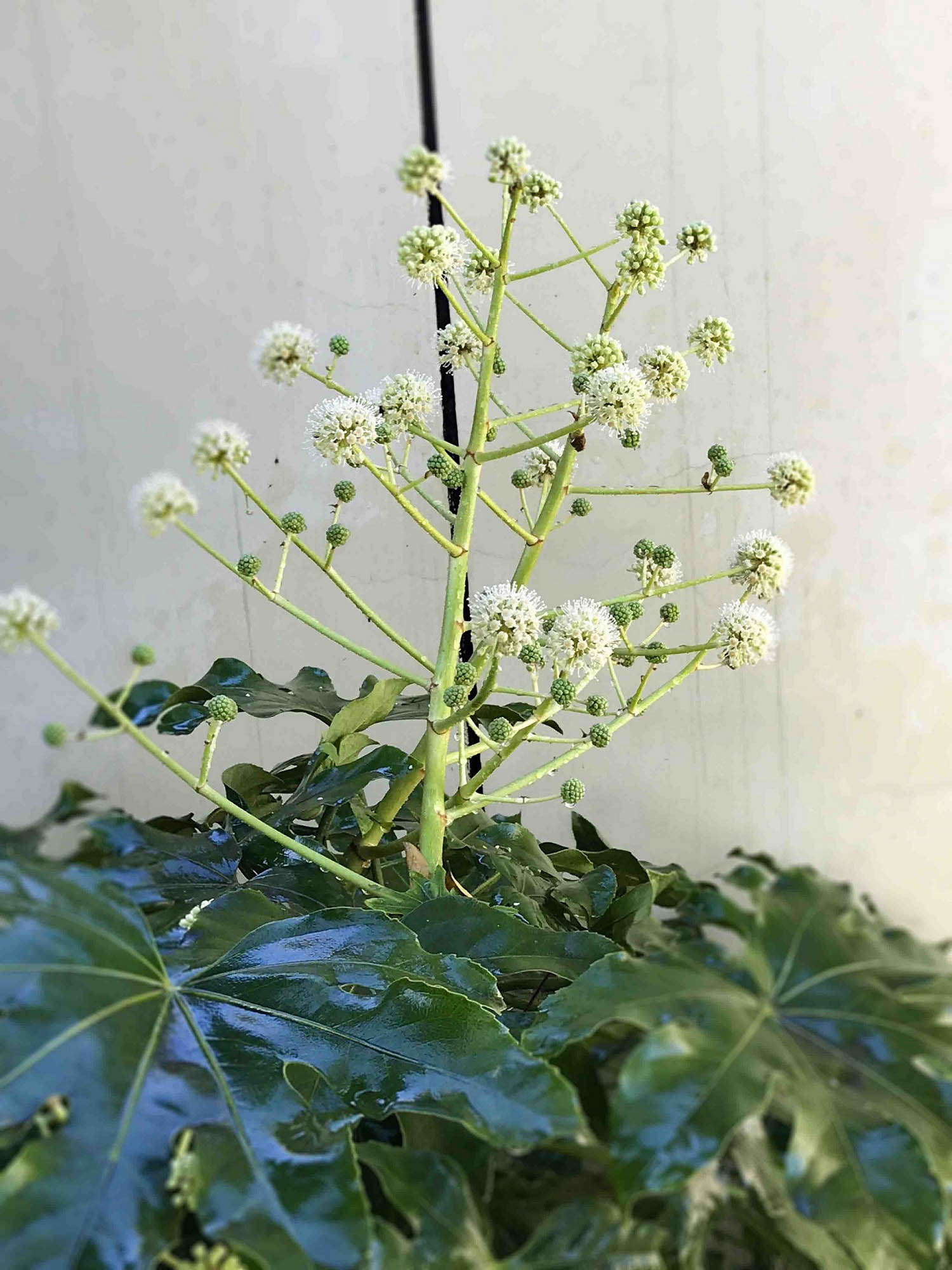 4八角金盤.jpg 4八角金盤.jpg