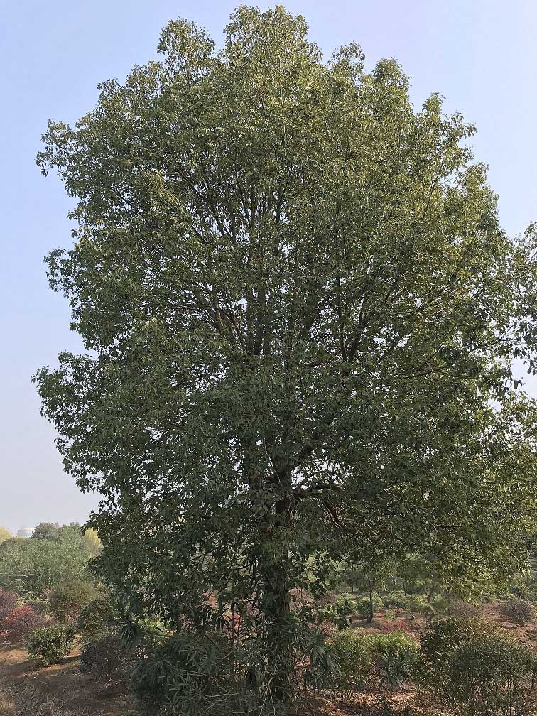 樟樹01.jpg 樟樹01.jpg