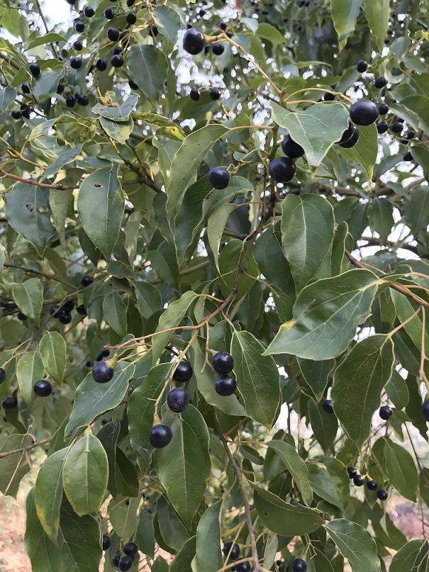 樟樹02.jpg 樟樹02.jpg