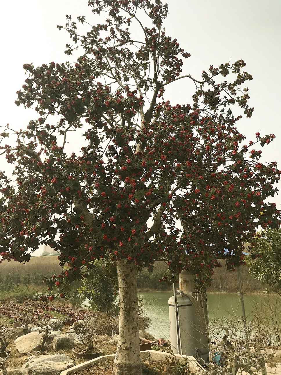 03構(gòu)骨.jpg 03構(gòu)骨.jpg