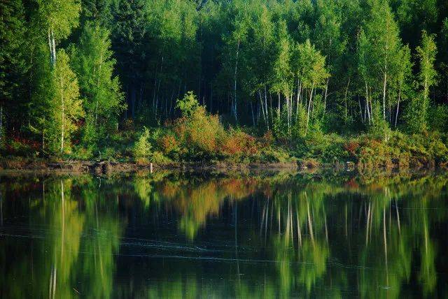 森林生態(tài)系統(tǒng)——森林生態(tài)系統(tǒng)的主要類型、特點(diǎn)和生產(chǎn)力（二）