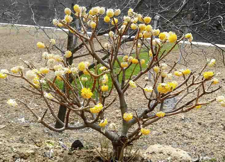 結(jié)香??.jpg 結(jié)香??.jpg