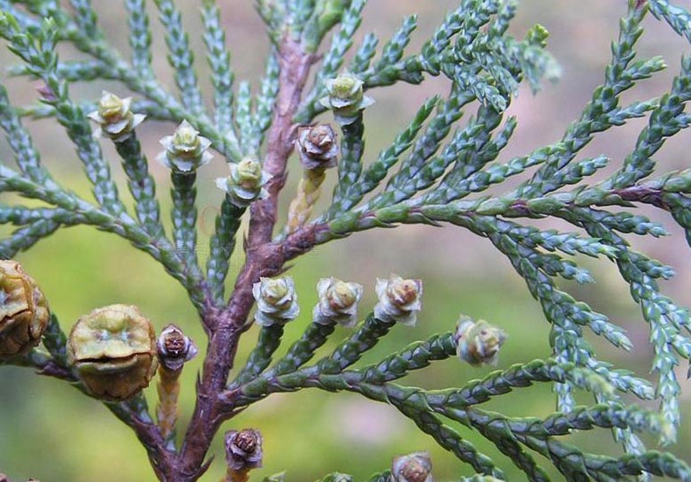 花柏.jpg 花柏.jpg