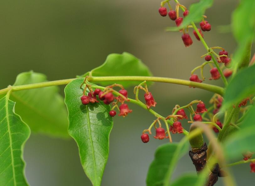 南酸??2.jpg 南酸??2.jpg