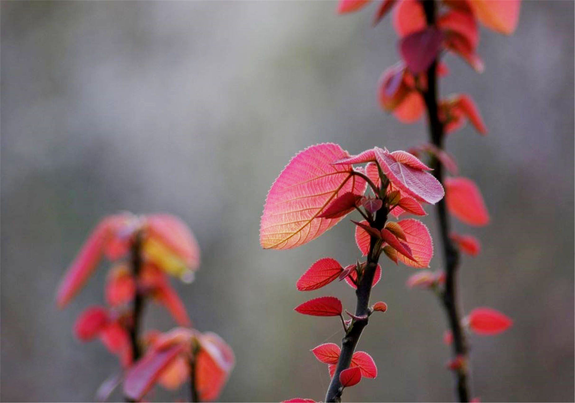 山麻??1.jpg 山麻??1.jpg