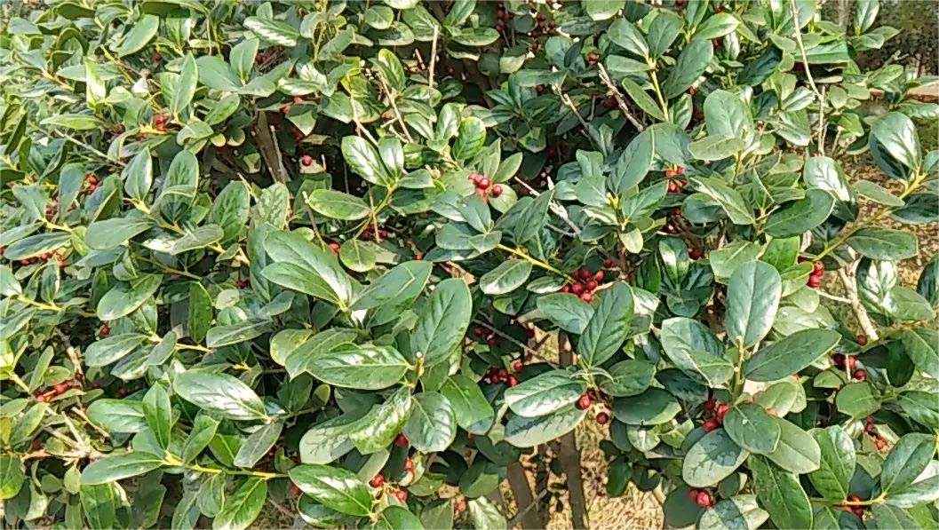 長(zhǎng)臍紅豆