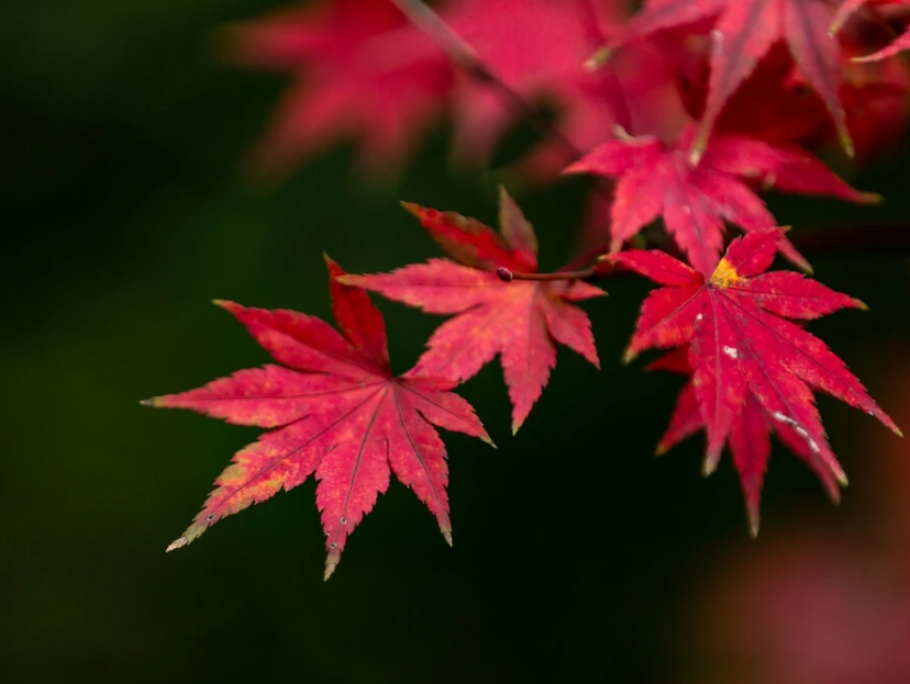 紅楓11.jpg 紅楓11.jpg