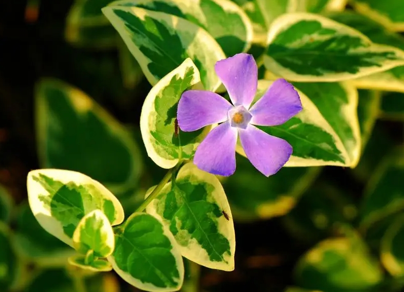 花葉蔓長(zhǎng)春