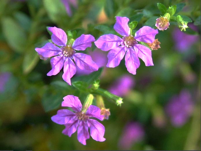 細(xì)葉萼距花